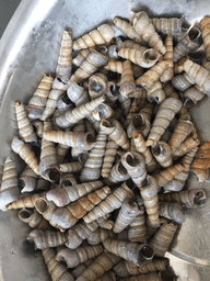 爆炒锥螺的做法1