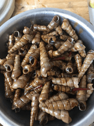 爆炒锥螺的做法8